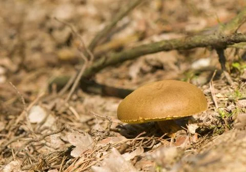 Xerocomus Foto stock