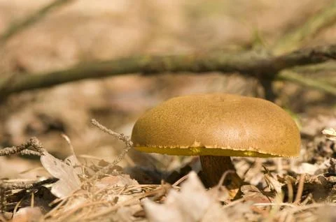 Xerocomus Stock Photos