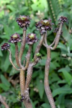 Xerophyte Stock Photos