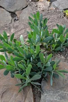 Xerophyte 写真素材