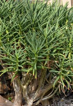 Xerophyte Stock-Fotos