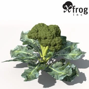 XfrogPlants Broccoli 3D Model