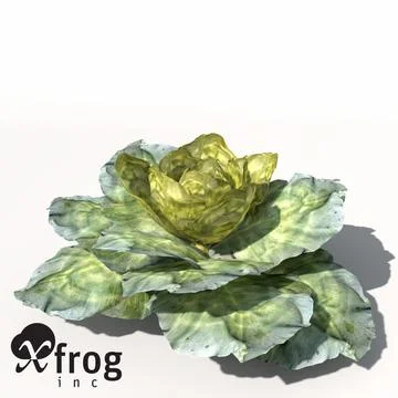 XfrogPlants Cabbage 3D Model