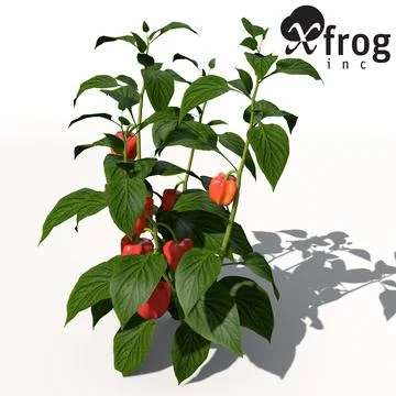 XfrogPlants Chili Pepper 3D Model