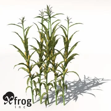 XfrogPlants Corn 3D Model