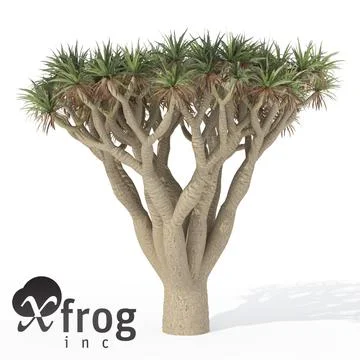 XfrogPlants Dragon Tree 3D Model