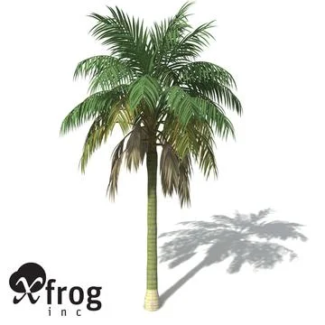XfrogPlants Kentia Palm 3D Model