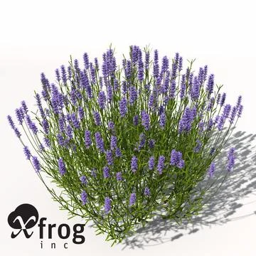 XfrogPlants Lavender 3D Model