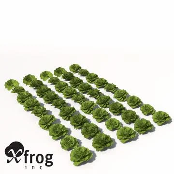 XfrogPlants Lettuce 3D Model