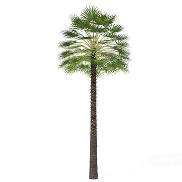 XfrogPlants Mediterranean Fan Palm 3D Model