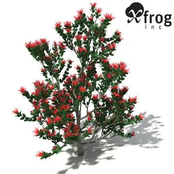 XfrogPlants Ohia Lehua 3D Model