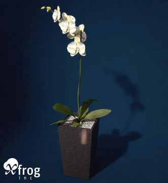 XfrogPlants Orchid 3D Model