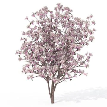 XfrogPlants Saucer Magnolia ~ 3D Model #91488400 | Pond5