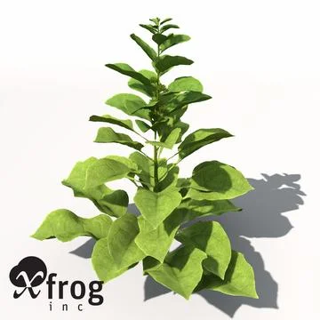 XfrogPlants Spinach 3D Model