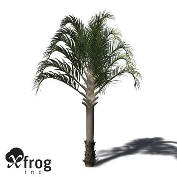 XfrogPlants Triangle Palm 3D Model