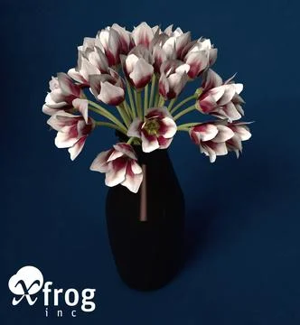 XfrogPlants Tulip 3D Model