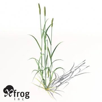 XfrogPlants Wheat 3D Model