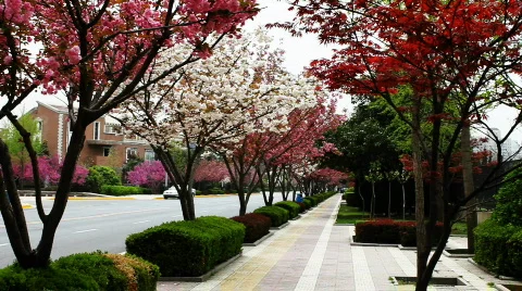 Xian 44 Vídeo Stock 742563