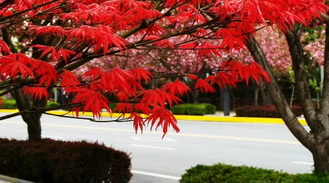 Xian 46 Vídeos de archivo 742598