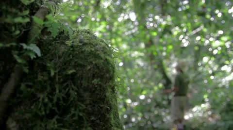 Xilitla Jungle Stock Footage 8980233