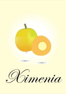 Ximenia Stock Illustration