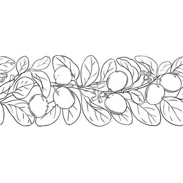 Ximenia Outline Horizontal Seamless Pattern. Stock Illustration