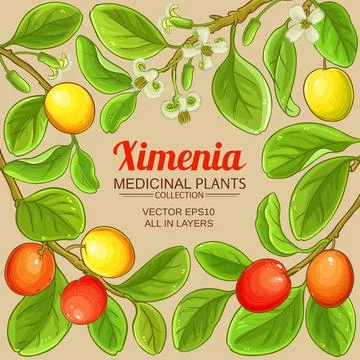 Ximenia vector frame Stock Illustration