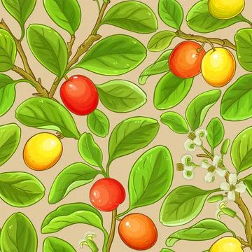 Ximenia vector pattern Stock Illustration