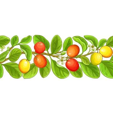 Ximenia vector pattern Stock Illustration