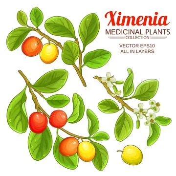 Ximenia vector set Illustrazione stock