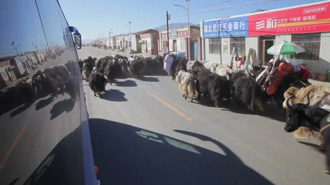 XINING - 06 JUL 2015: People are herding yak near Xining, Qinghai Province,China Stock Footage 106847983