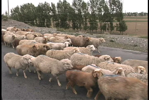 Xinjiang sheep Stock Footage 274461