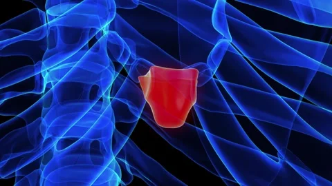 Xiphoid process anatomy for medical concept 3D rendering Stock Footage 276659142