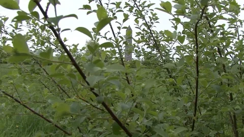 XLS Round Tower through bushes at Messines Peace Park, Belgium Stock-Footage 98188546