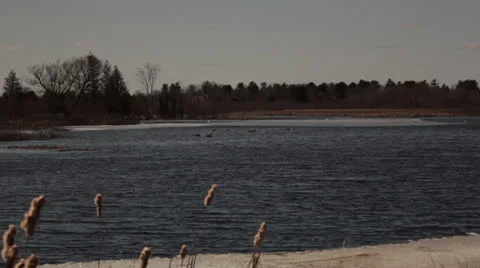 XLS Water with Birds Video stock 22871027
