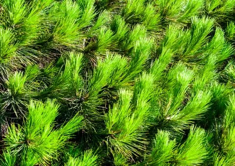 Xmas background Foto stock