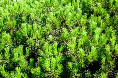 Xmas background Фото