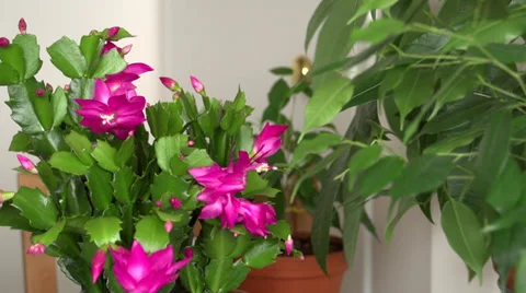 Xmas Cactus Vidéo 33034622