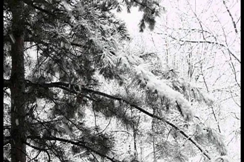 Xmas snow Video stock 810425