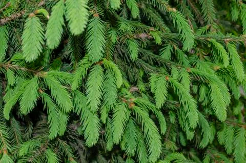 Xmas spruce tree branches forest nature landscape. Stock Photos