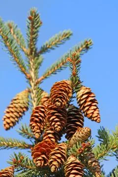 Xmas tree branch Stock Photos