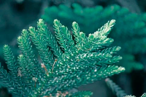 Xmas tree Stock Photos