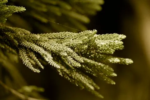 Xmas tree Stock Photos