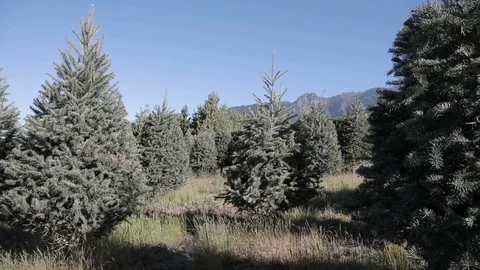 Xmas trees Stock Footage 121691595