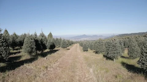 Xmas trees landscape Stock Footage 121691588