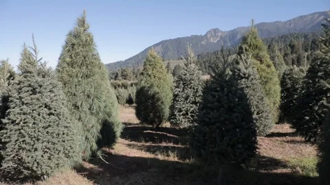 Xmas trees mountain landscape Stock Footage 121691343