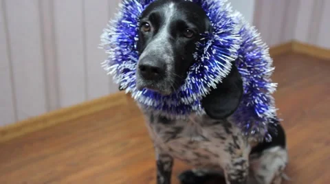 Xmass dog Stock Footage 48060018