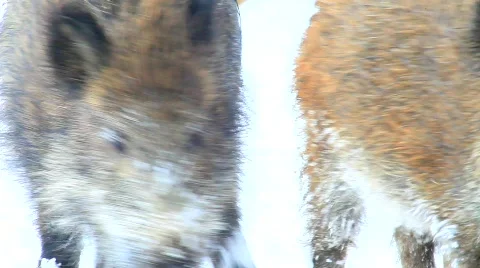 XMVI 4453 Video stock 619024