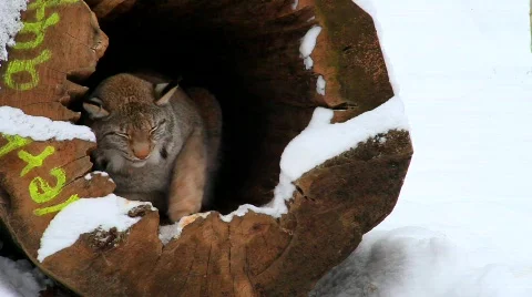 XMVI 4615 Stock Footage 619012