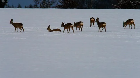 XMVI 4767 Stock Footage 618993